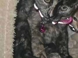 7 month old female kitten