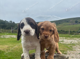 KC Cocker Pups