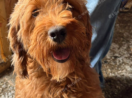 Beautiful cockapoo puppys