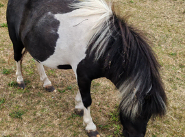 Beautiful mini shetland mare