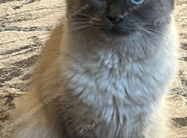 Female cat 1 year old
