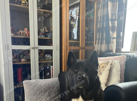 Akita