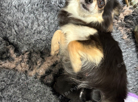 stunning chihuahuas