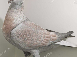 RARE COLOUR REDUCED RACING PIGEONS