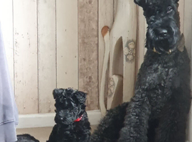 Kerry blue terrier for stud