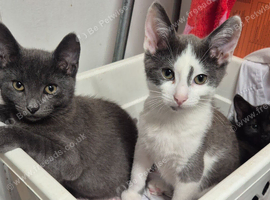 3 boy kittens looking for forever home