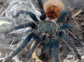 Wow stunning sub/adult FEMALE GBB