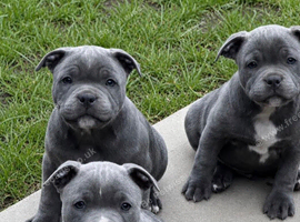 staffy