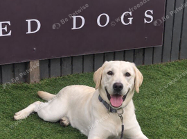 Assistance dog
