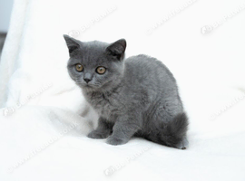 Blue British shorthair Kittens brother & Sister