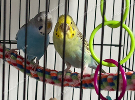 budgies for sale