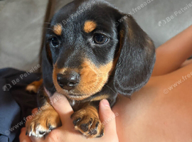 Miniature Dachshund