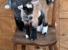 Pygmy Goat