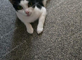 Kittens