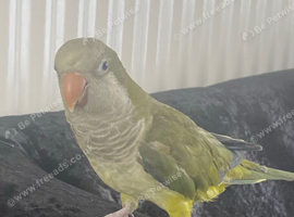 Quaker parrot