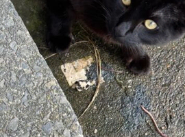 Black cat for sale