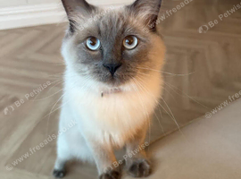 Male ragdoll