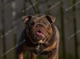 STUD! BRONX British Bulldog! Full Suited Lilac + Tan