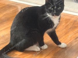 Female cat