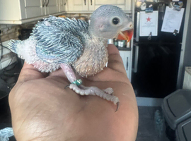 Indian Ringneck babies