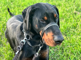 3 year old Dobermann