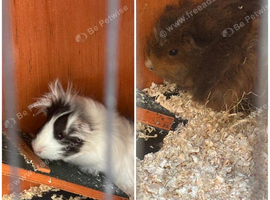 2 guinea pigs and hutch looking for new home