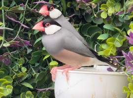 Java Finch x 2