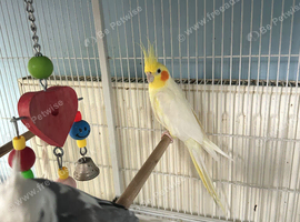 Cockatiel