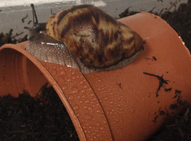 ACHACHATINA MARGINATA OVUM SNAIL WITH SETUP