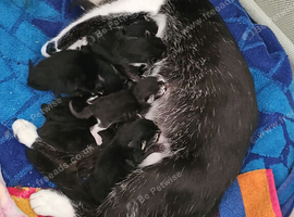 Beautiful kittens