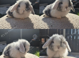 Mini lop babies