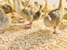 Embden geese ( off heat) females and males
