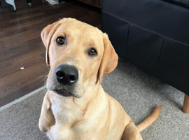 Excellent labrador for stud
