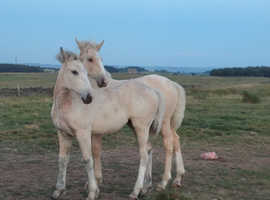 Buckskin filly  and a palamino filly