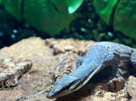 Kimberley Monitor at Birmingham Reptiles (Free Shipping over &pound;750)