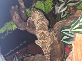 CB23 nuu ami leachianus gecko