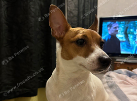 Jack Russel @ small pinscher