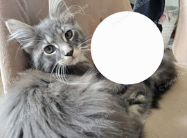 Female maine coon kitten