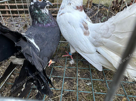 Pair off fantails