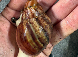Archachatina Rhodostoma albino