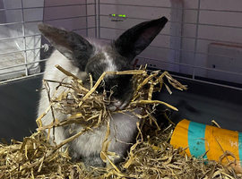 Female rabbit