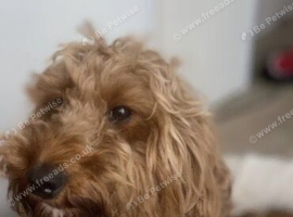 Cockapoo puppy&rsquo;s for sale