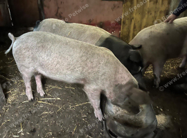 6 Month Old Saddleback &times; Welsh Cross Gilt - &pound;120