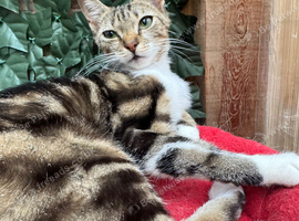 FEMALE CATS NEEDING NEW LOVING HOME/S