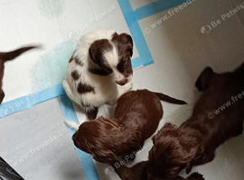 sprocker pups
