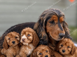Cockapoo
