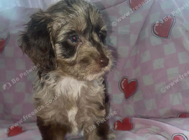 Female Merl Cockapoo