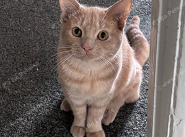 BSH x ginger female looking for her furever home!