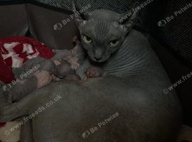 Blue and cream Canadian sphynx