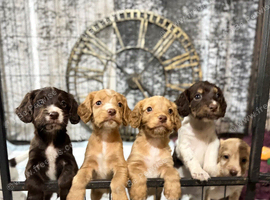 Cocker spaniel puppies